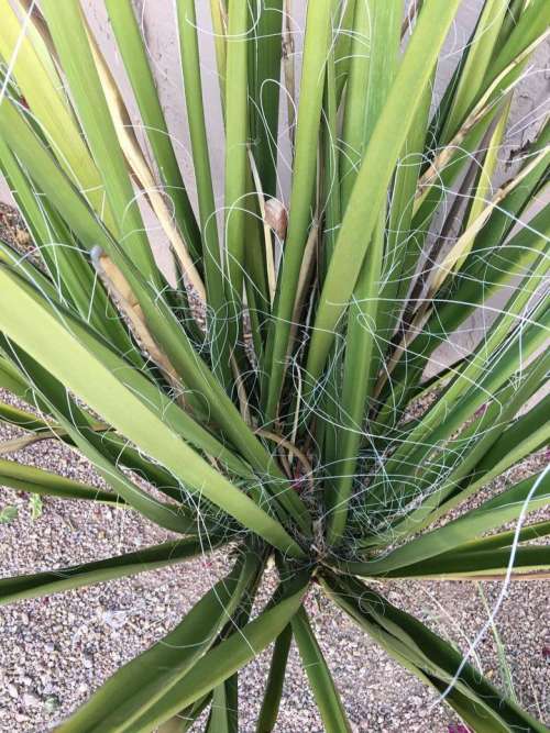 yucca plant desert cactus #cactus