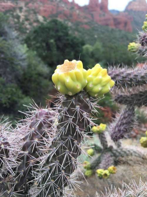 buckhorn cholla staghorn cactus bud