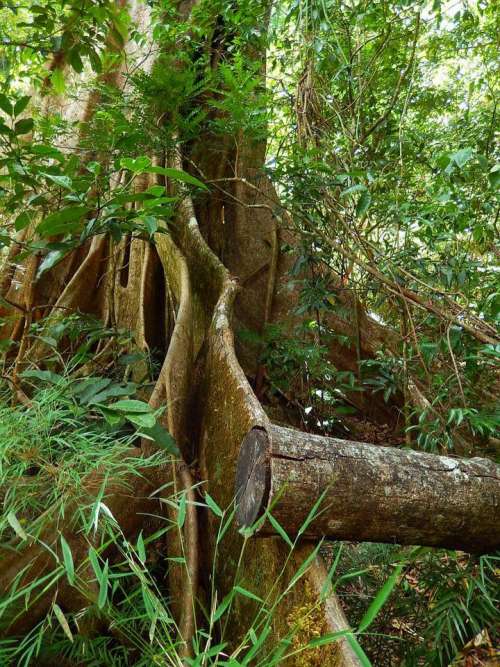 tree tree trunk tree root forest tropical