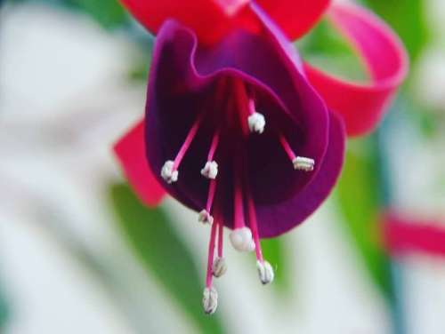 pistil pollen flower floral