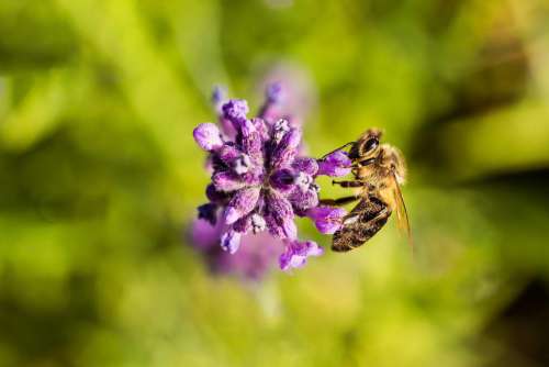 Honey Bee on a Lavender Flower Free Photo