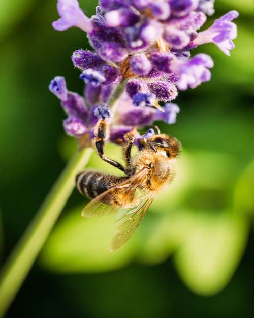 Bee Working on a Lavender Flower Free Photo