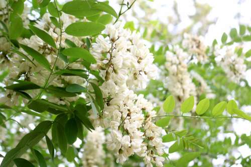 Acacia Flower Acacia Flowers Plants Garden Close