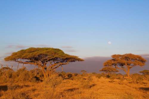 Africa Kilimanjaro Kenya Nature National Park