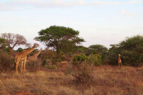 Africa Safari Tsavo Animal World Nature Wild