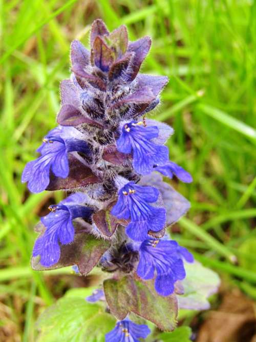 Ajuga Günsel Medicinal Plant Flowers Blue Purple