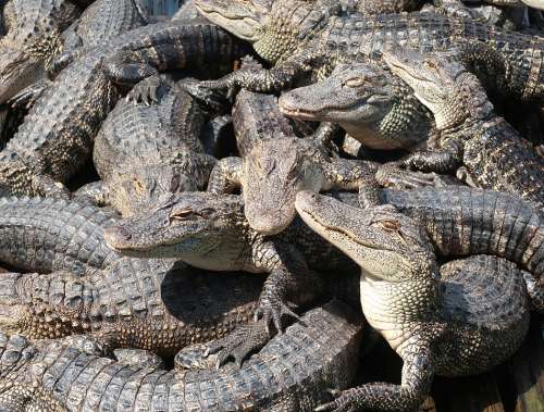 Alligator Crocodile Predator Dangerous Tropical