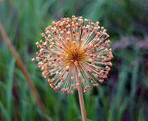 Allium Ornamental Onion Faded Nature Flowers