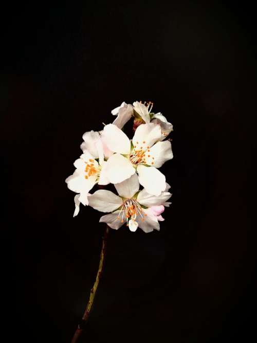 Almond Flower Spring