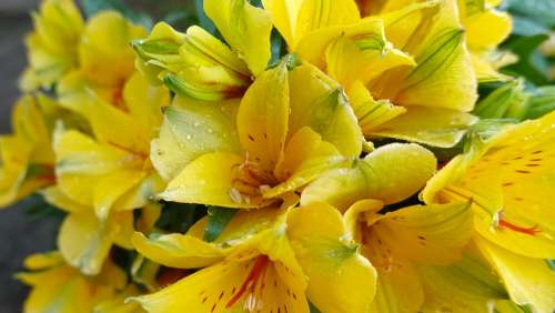 Alstroemeria Colorita Flower Yellow Bloom Stamens