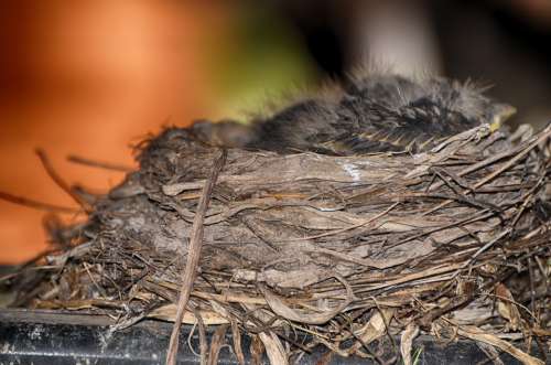 American Robbin Nest Robin Animal Avian Beak