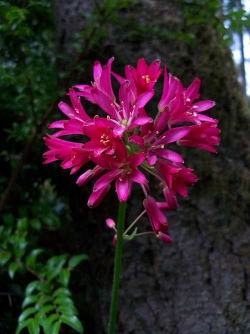 Andrews Clintonia Lily Red Fuschia Wildflower