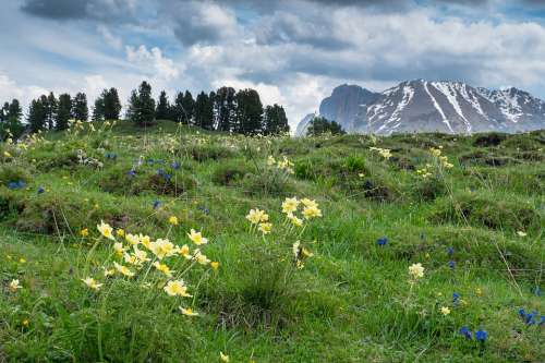 Anemones Wild Flower Alpine Flora Alpine Plant