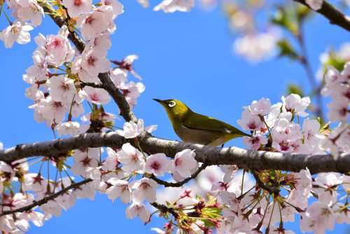 Animal Plant Flowers Cherry Blossoms Bird