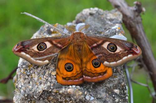 Animal Beauty Butterfly Close Colorful Cute