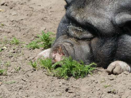 Animal Pig Rural Pot Belly Bill Snout Mammal