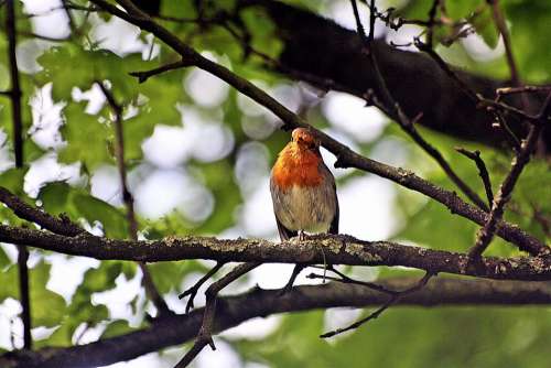 Animal Bird Robin Plumage Spring