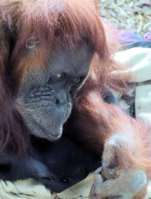 Animal Orangutan Zoo Thinking