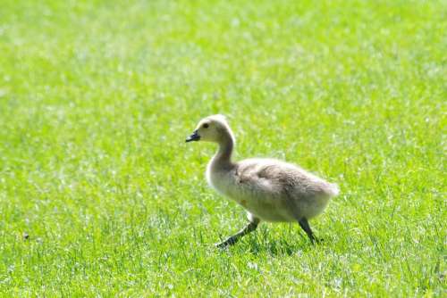Animal Baby Geese Bird Wildlife Young Small