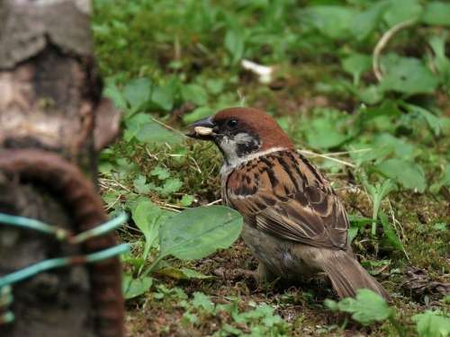 Animal Bird Wild Birds Sparrow Diet Green Grass