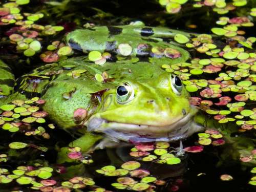 Animals Frog Frog Pond Amphibian Swim High
