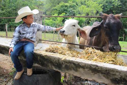Animals Cowboy Child Mexico