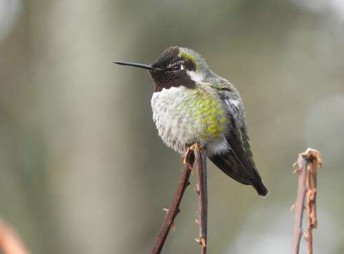 Anna Hummingbird Wa State Bird Nature Wildlife