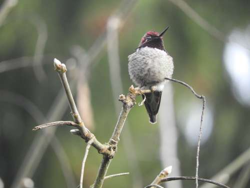Anna Hummingbird Wa State Bird Nature Wildlife