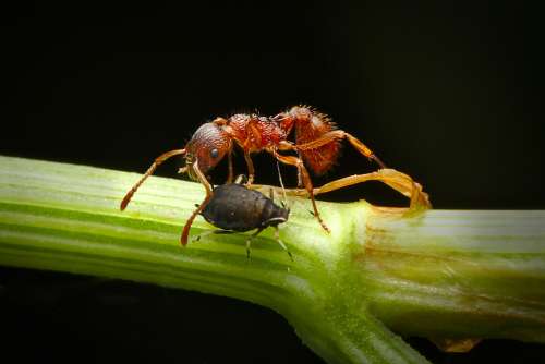 Ant Aphid Insect Macro Nature Foraging Symbiosis