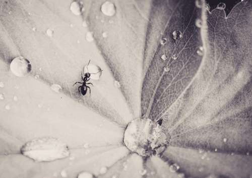 Ant Leaf Drip Insect Small Nature Monochrome