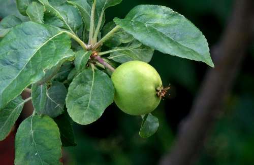 Apple Nature Green Fruit Food Tree