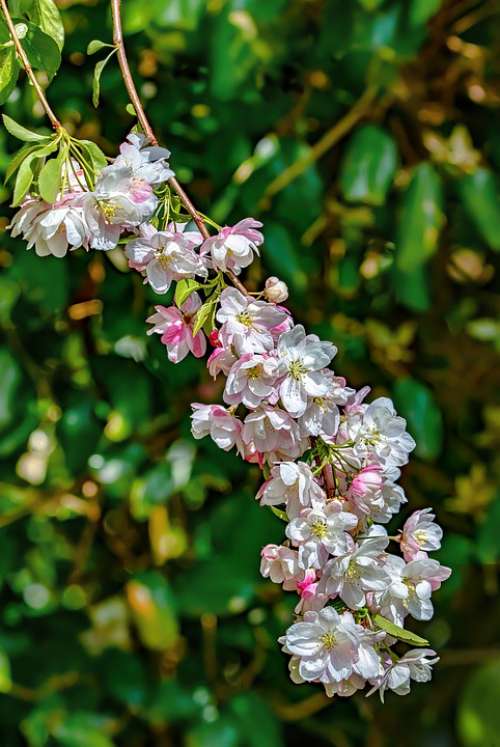 Apple Blossom Wild Pink Bloom Spring Branch Tree