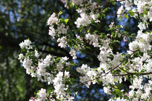Apple Tree Trees Spring Bloom Tree Apple White