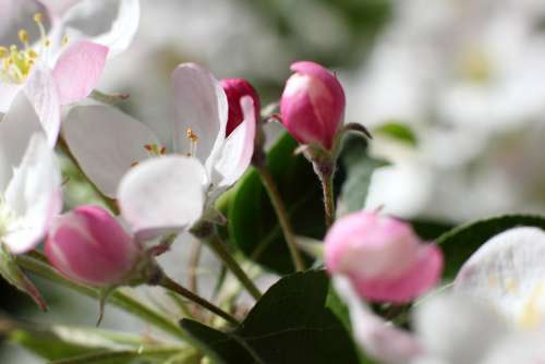 Apple Tree Tree When Apple Spring Bloom White