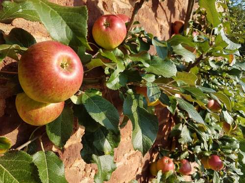 Apples Wall Leaves Orchard Fruit Sunshine