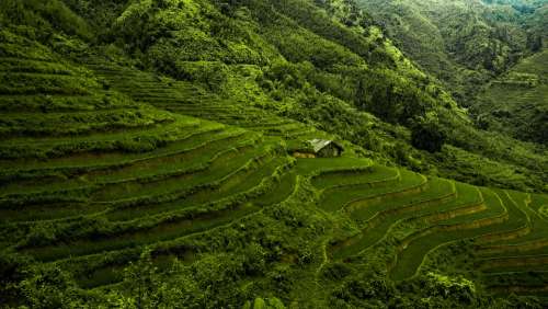 Asia Vietnam Rice Paddy Rice Green Fields