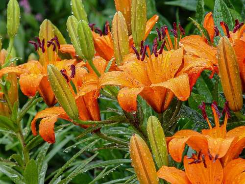 Asiatic Lily Plant Garden Bloom Flower Colorful