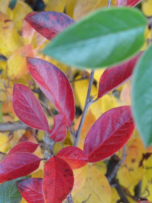 Autumn Leaves Color Season October Tree