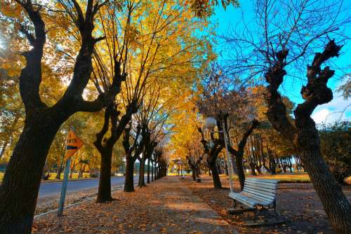 Autumn Plaza Colors Park Beautiful Leaves Path