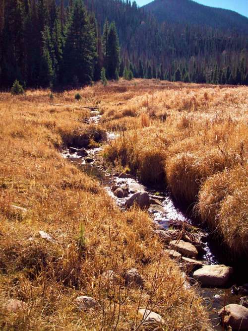 Autumn Stream Mountains Forest Water Alpine Trees