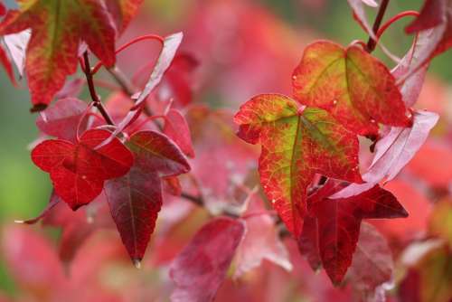Autumn Leaves Colorful Nature Seasonal