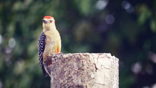 Ave Color Peak Woodpecker Bird
