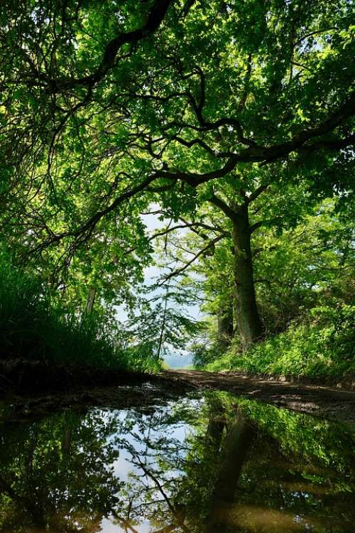 Away Puddle Promenade Green Hike Mirroring Tree