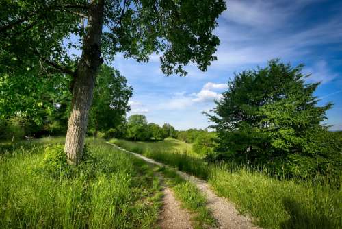 Away Hiking Nature Landscape Trail Tree Meadow