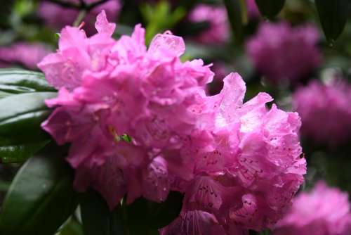 Azalea Flowers Pink Bloom Bush Plant Green