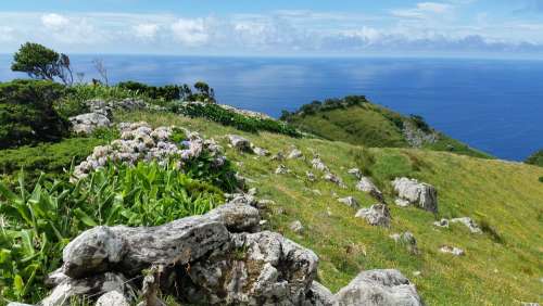Azores Flores Hydrangea Ocean Atlantic Rocks