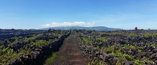 Azores Low Walls Vineyards Mill Cloud Panoramic