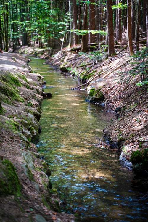 Bach River Source Forest Path Hiking Trees Flow