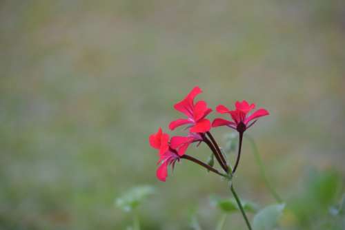 Background Flower Red Coloring Blooming The Garden