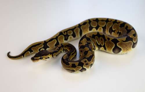 Ball Python Snake Reptile Python